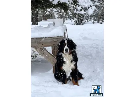 a bernese mountain dog dog standing in the snow